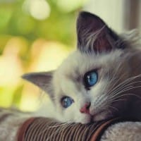 Ảnh đại diện người dùng Hoàng Đức